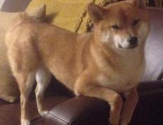 开云体育在线-塞维利亚铁骑踏碎高卢雄鸡，德布劳内稳定感成现代足球终极奢侈