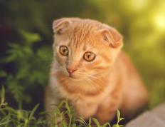 开云下载-希腊怪物湮灭凤凰城！字母哥50分狂暴演出，奇才决胜局带走太阳