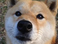 开云体育下载-当死神镰刀遇见南粤铁壁，英格拉姆的48分与广东的集体胜利