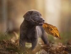 开云下载-命运三女神垂青！补时绝杀！布雷默逆天改命，希腊书写足球神话
