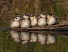 开云体育登录-破壁者卡拉斯科，在墨西哥的聚光灯下，他用双脚击碎所有质疑