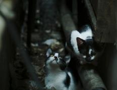 开云体育平台APP-范戴克关键先生闪耀，卡塔尔轻取马德里竞技创奇迹