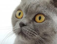 开云官网-引擎轰鸣与篮球击地，当利拉德的超跑活塞击穿辽宁