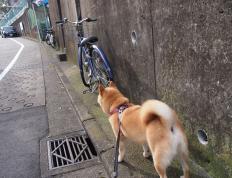 开云体育中国-是金子总会发光，三处补防印证霍勒迪冠军后卫真本色