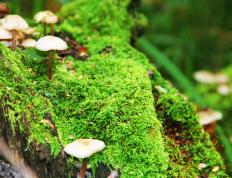 开云体育中国-终场绝杀！迪巴拉魔笛未远，尼日利亚新星一箭诛心拉齐奥