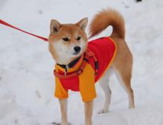 开云体育平台APP-利拉德决胜时刻三分如雨，萨克拉门托国王加时力擒辽宁