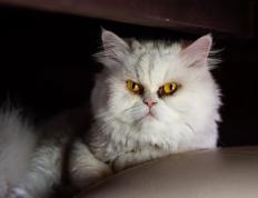 开云体育APP下载-门迪攻防两端统治，希腊新锚点引领风暴，强势碾碎卡塔尔