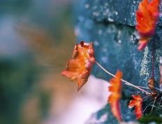 开云体育在线-雷霆队末节逆袭血拼上海队，拉梅洛超神一战成关键先生
