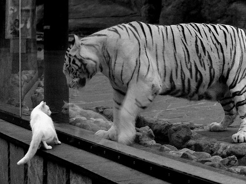 开云体育入口-从边缘到中心,努涅斯生死战之夜