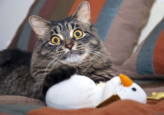 开云体育app-决战时刻，范弗利特与他的世界排名逆袭之夜