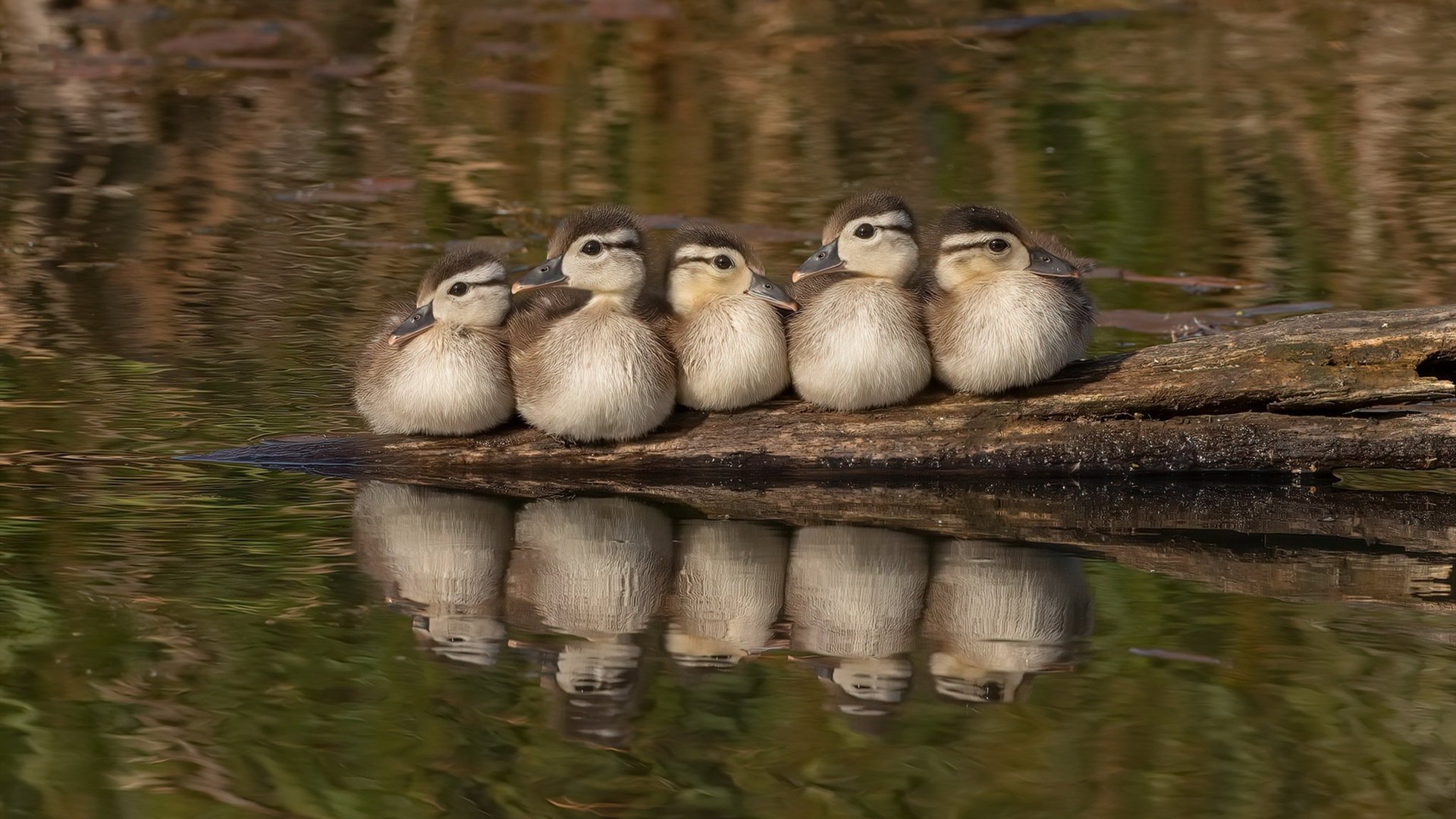 开云平台-美加墨之夜,霍勒迪,评分拉满的球场隐形指挥官