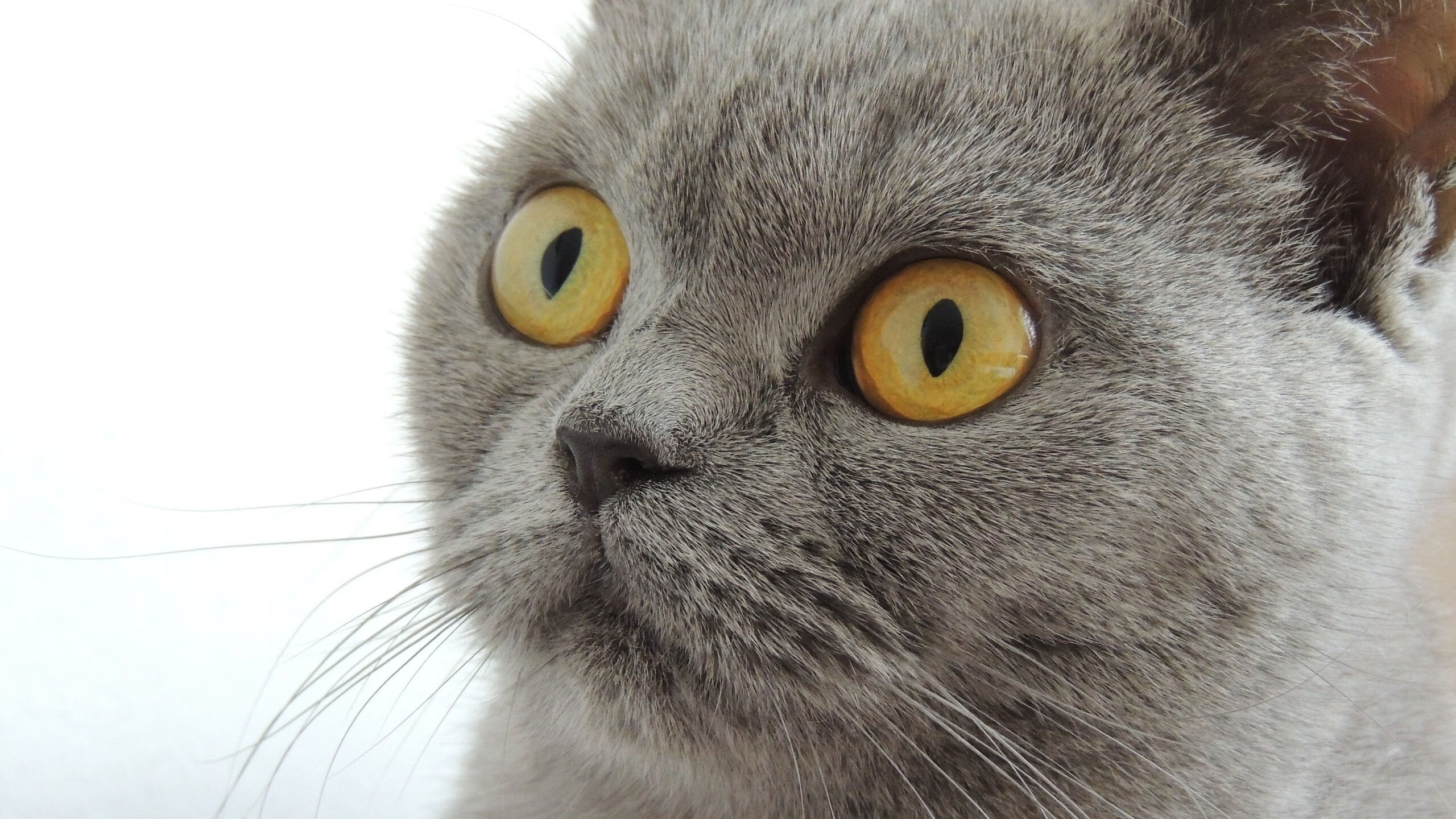 开云体育官方网站-历史在重演，活塞铁蹄踏平麦迪逊，詹姆斯生死局诠释何为关键先生