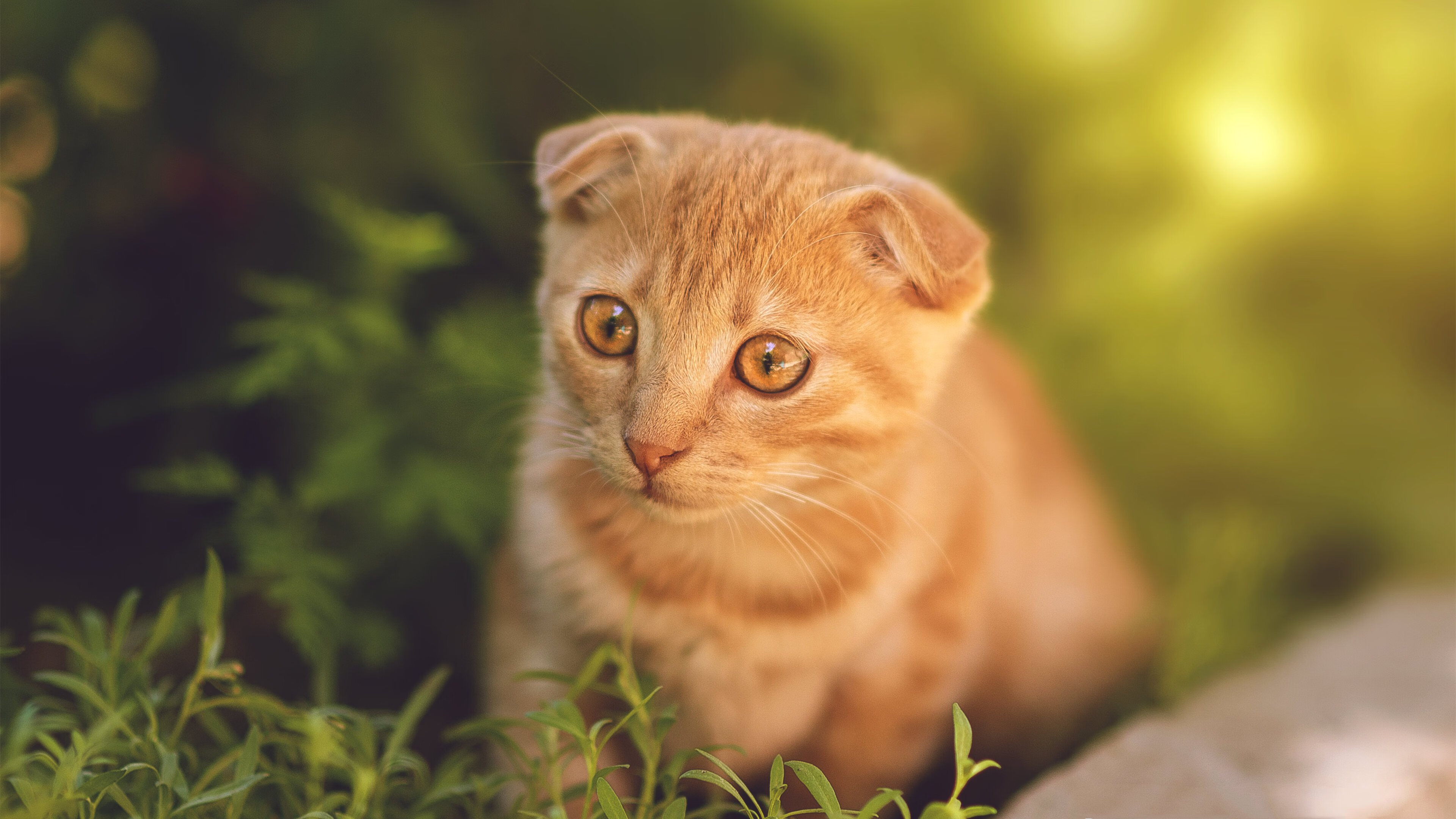 开云下载-希腊怪物湮灭凤凰城!字母哥50分狂暴演出,奇才决胜局带走太阳