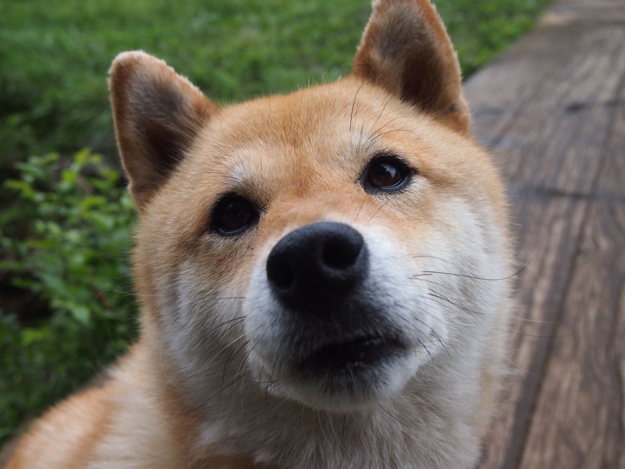 开云体育平台APP-范戴克关键先生闪耀，卡塔尔轻取马德里竞技创奇迹