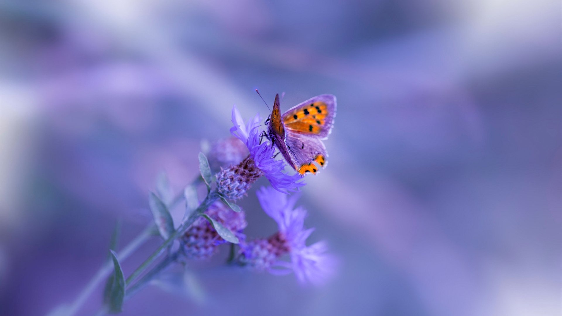 开云体育中国-凯塞多狂飙！挪威式粉碎毕尔巴鄂，无名小卒涅槃成关键先生