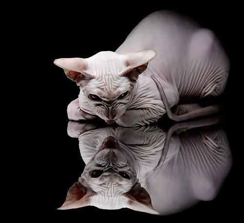 开云平台-英格拉姆单骑破阵,骑士万箭齐发,马刺青春防线土崩瓦解