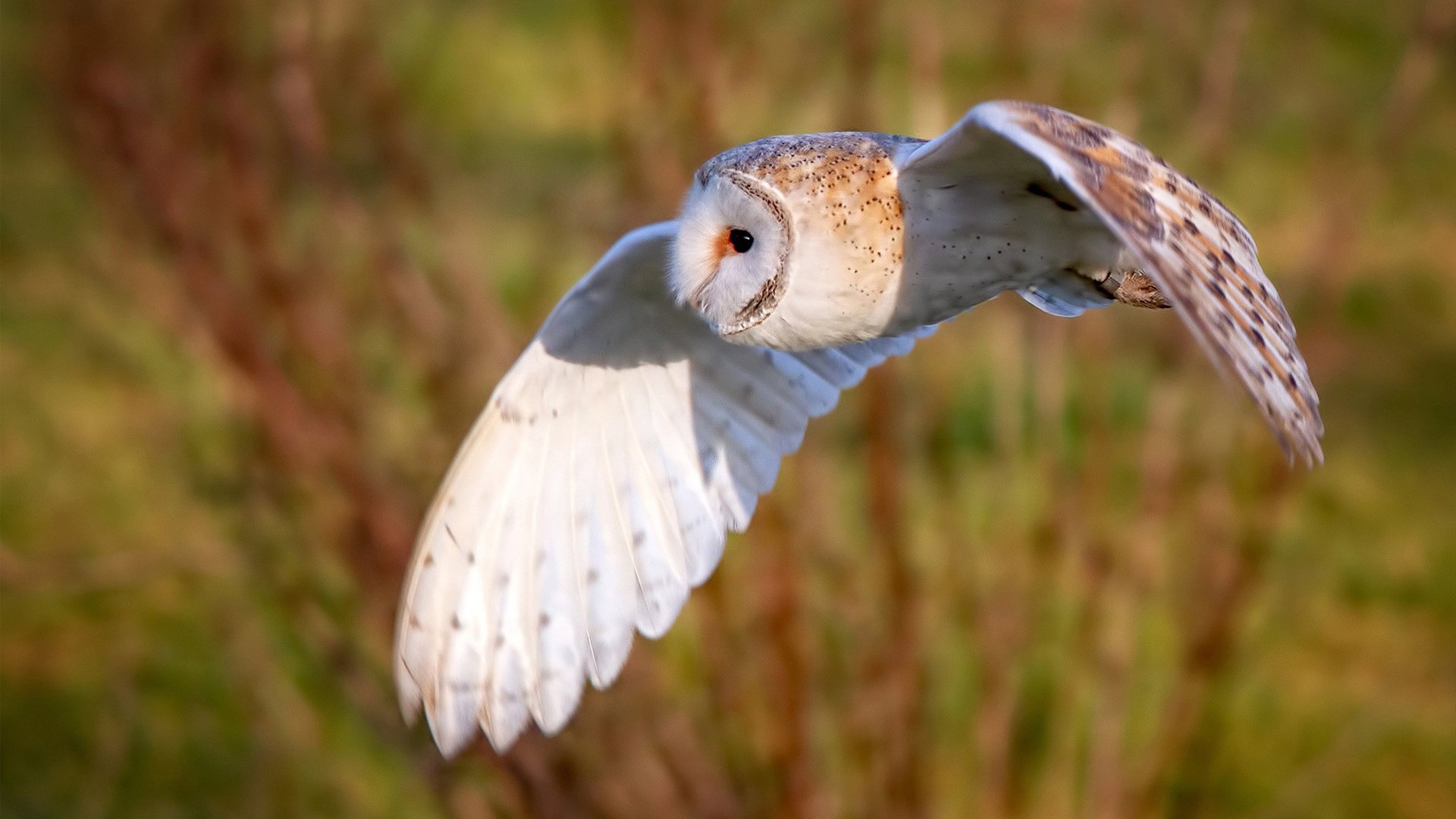 开云体育app-雷霆末节逆转快船，拉文关键17分定乾坤
