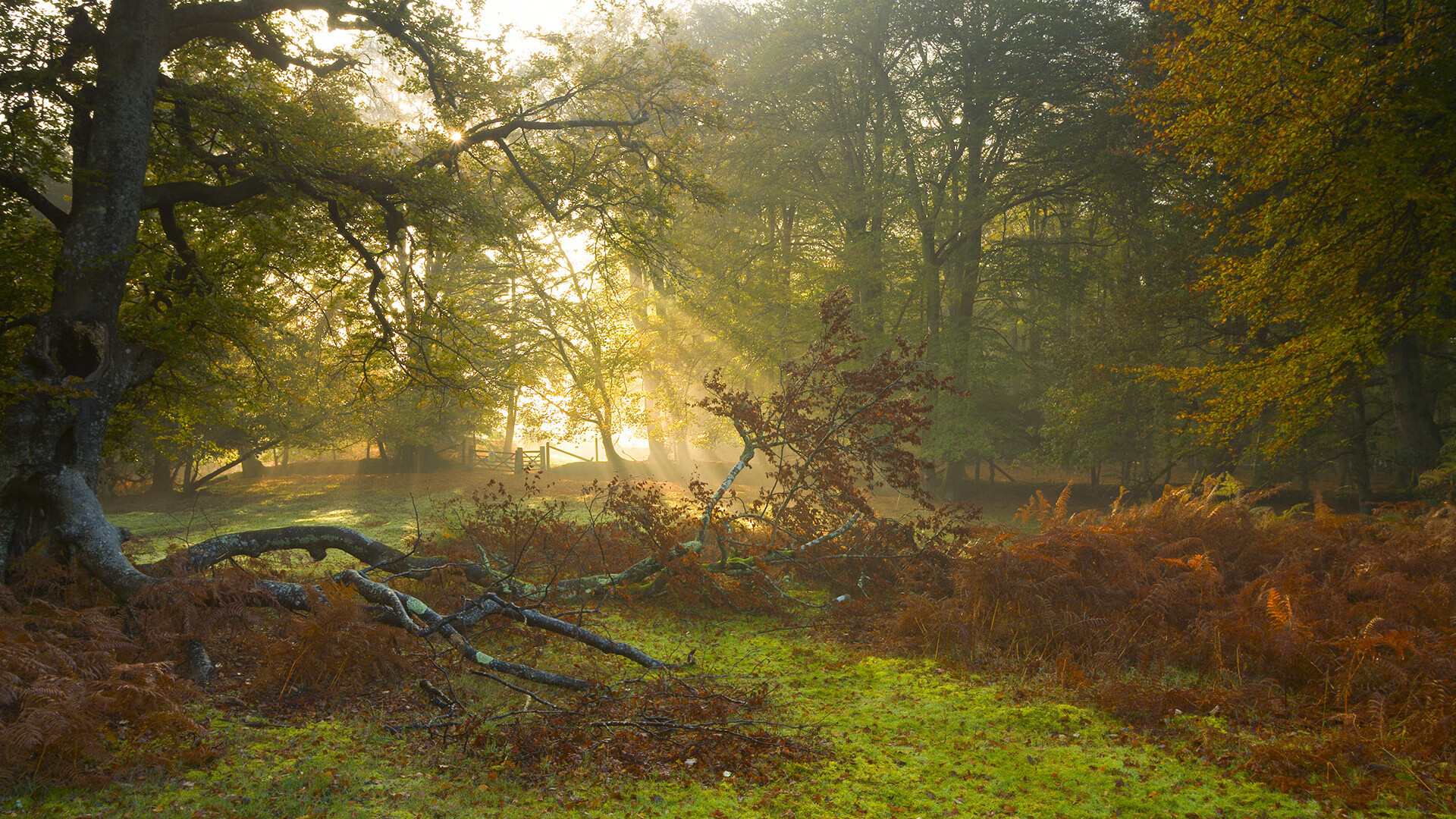 开云体育入口-掌控的艺术，F1揭幕战与约基奇的赛场统治