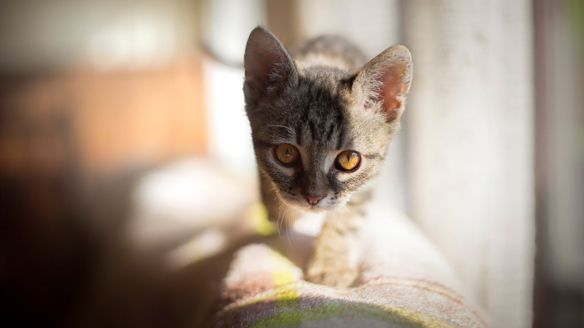 开云体育在线-奥纳纳赛后评分拉满,足球圣殿外,阿森纳如何胜出伊朗?
