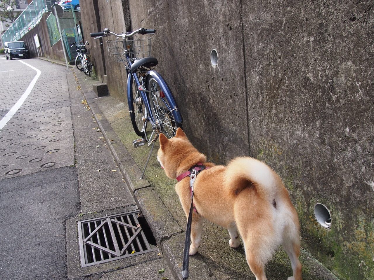 开云体育中国-是金子总会发光，三处补防印证霍勒迪冠军后卫真本色