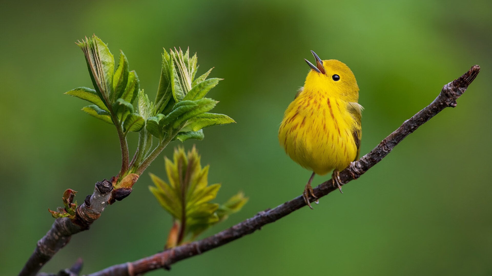 开云体育中国-绿茵烽火与篮坛惊雷，当德甲悬念迭起时，猛龙如何为浙江队写下终章？