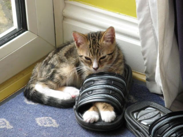 开云体育官方网站-乌拉圭的铁血防线与拉亚的指尖统治，现代足球的防守艺术